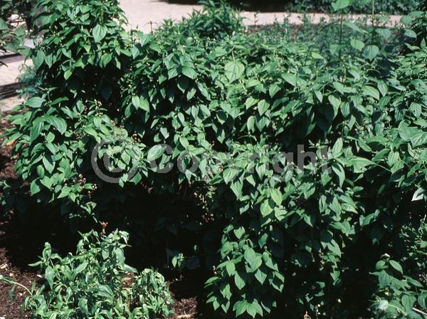 White blooms; Deciduous