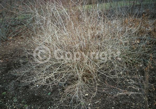 White blooms; Deciduous