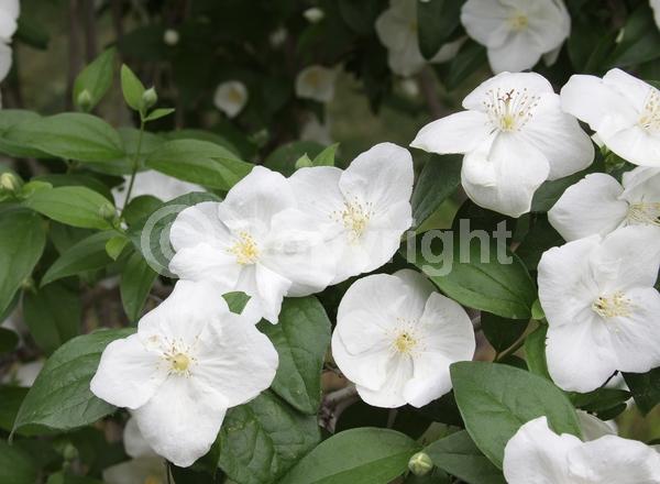 White blooms; Deciduous