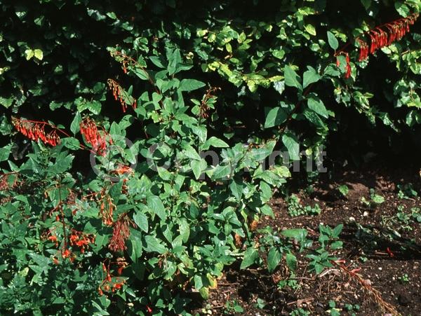 Red blooms; Semi-evergreen