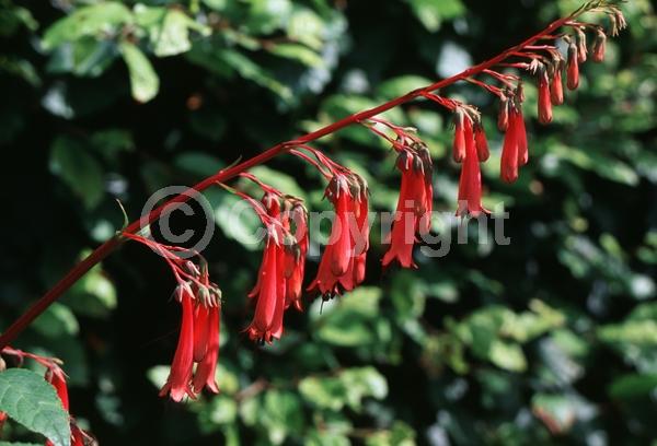 Red blooms; Semi-evergreen