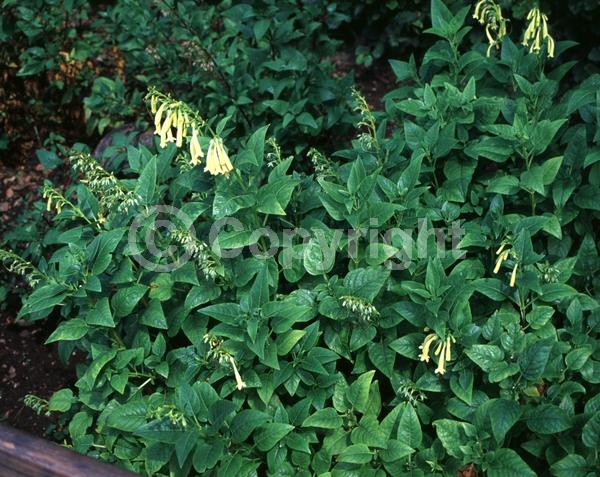 Yellow blooms; Semi-evergreen