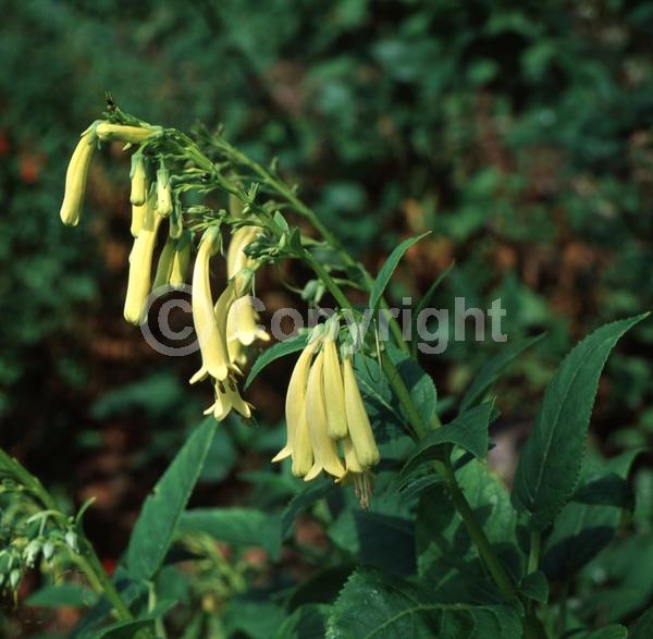 Yellow blooms; Semi-evergreen