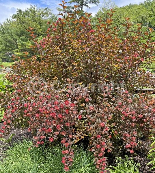 Pink blooms; Deciduous; Broadleaf
