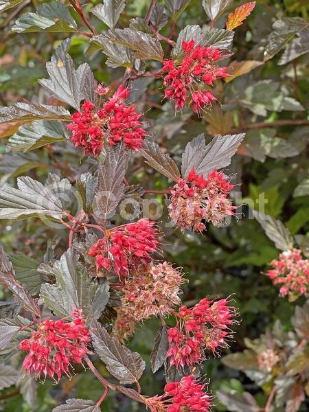 Pink blooms; Deciduous; Broadleaf