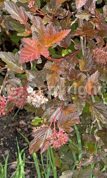 Pink blooms; Deciduous; Broadleaf