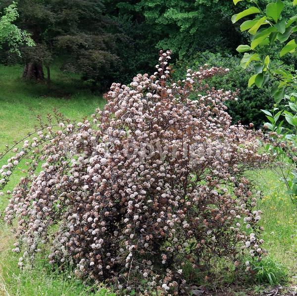 White blooms; Pink blooms; Deciduous; Broadleaf