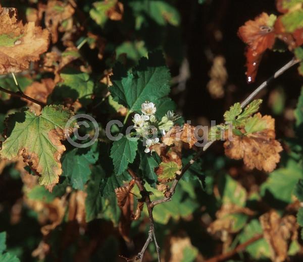 White blooms; Deciduous; North American Native