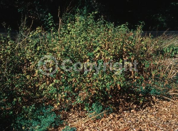 White blooms; Deciduous; North American Native
