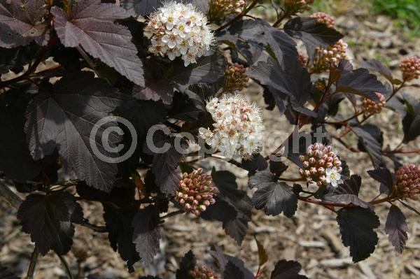 White blooms; Deciduous; North American Native