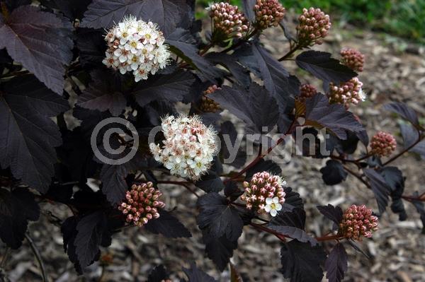White blooms; Deciduous; North American Native
