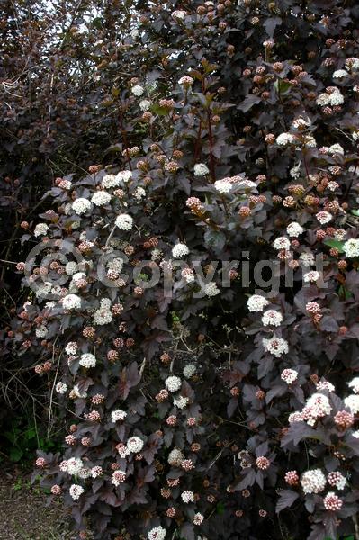 White blooms; Deciduous; North American Native