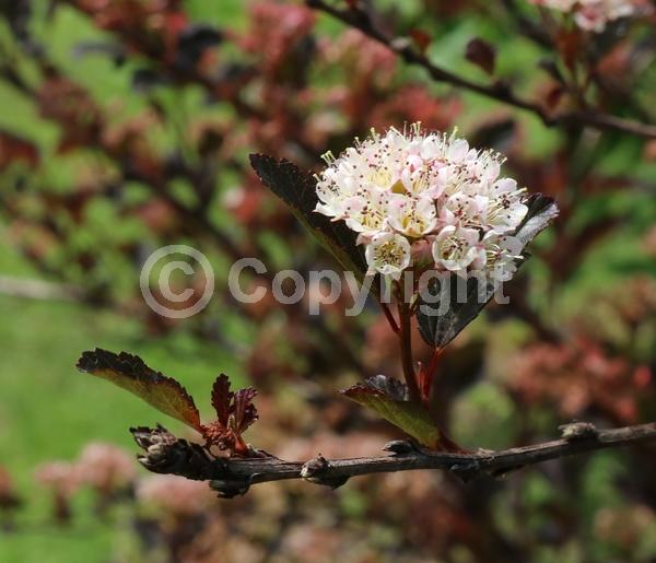White blooms; Pink blooms; Deciduous; Broadleaf