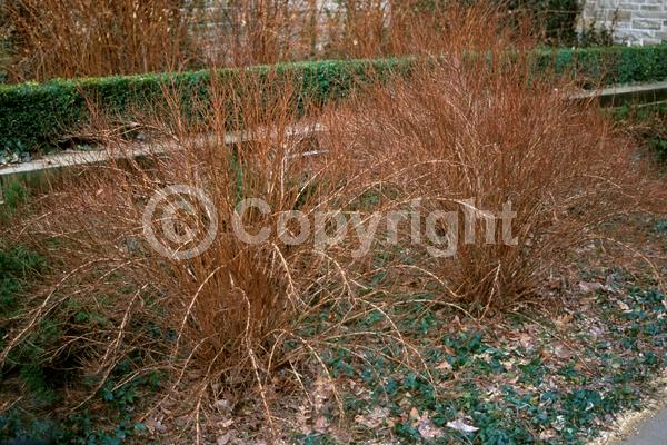 White blooms; Deciduous