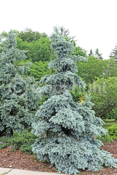 Orange blooms; Purple blooms; Green blooms; Evergreen; Needles or needle-like leaf; North American Native