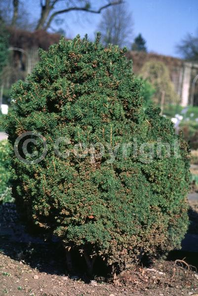 Pink blooms; Evergreen; Needles or needle-like leaf