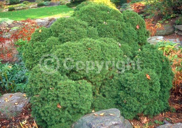 Pink blooms; Evergreen; Needles or needle-like leaf