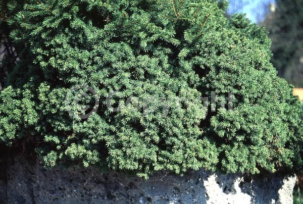 Pink blooms; Evergreen; Needles or needle-like leaf