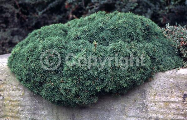 Pink blooms; Evergreen; Needles or needle-like leaf