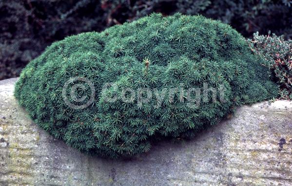 Pink blooms; Evergreen; Needles or needle-like leaf
