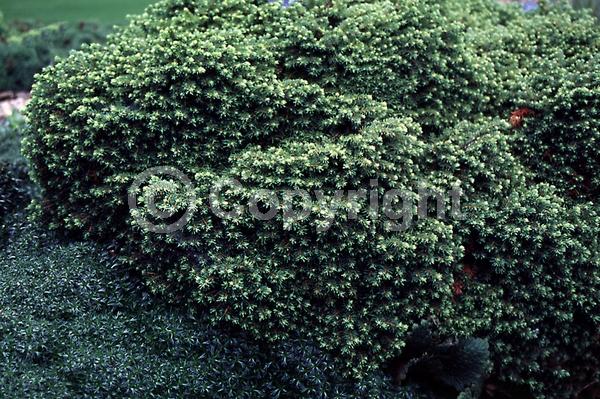 Pink blooms; Evergreen; Needles or needle-like leaf