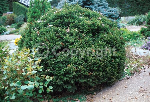Pink blooms; Evergreen; Needles or needle-like leaf