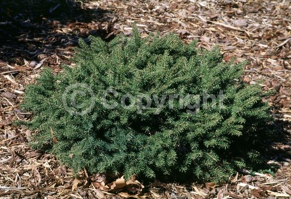 Pink blooms; Evergreen; Needles or needle-like leaf