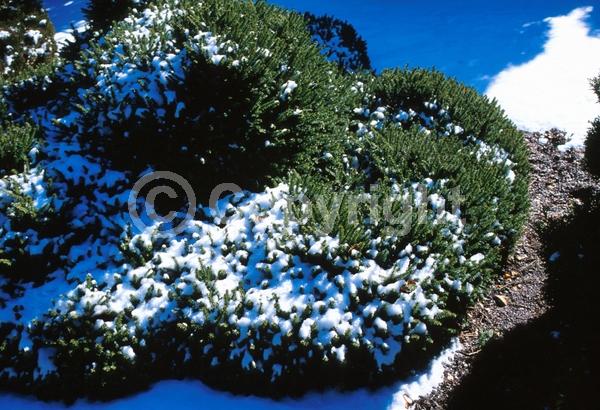 Pink blooms; Evergreen; Needles or needle-like leaf