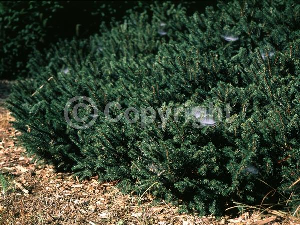 Pink blooms; Evergreen; Needles or needle-like leaf