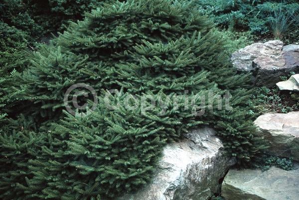 Pink blooms; Evergreen; Needles or needle-like leaf