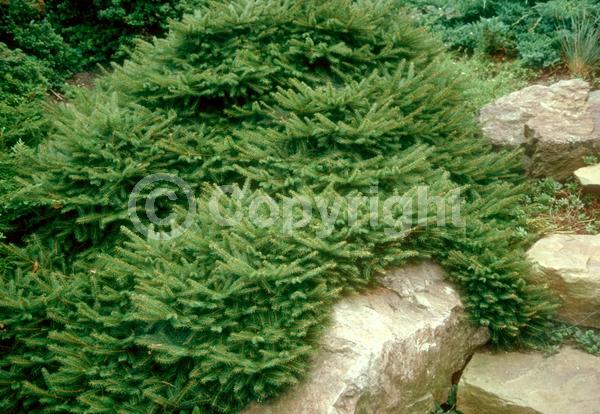 Pink blooms; Evergreen; Needles or needle-like leaf