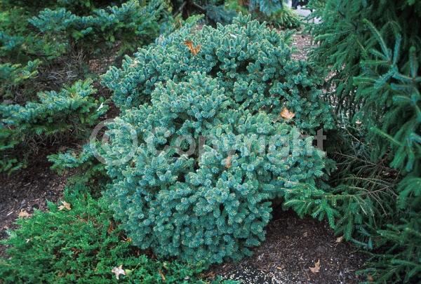 Red blooms; Yellow blooms; Evergreen; Needles or needle-like leaf