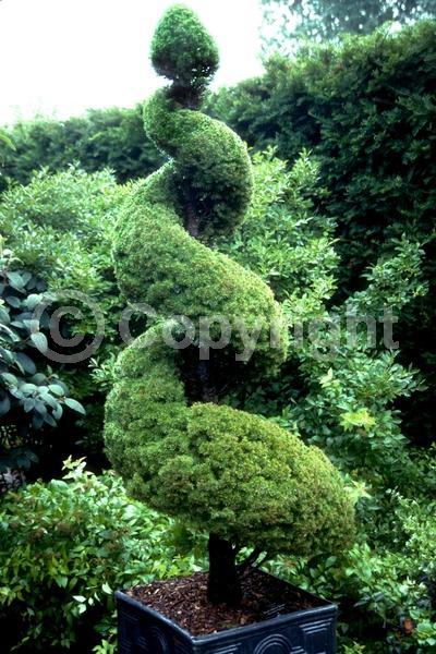 Red blooms; Yellow blooms; Evergreen; Needles or needle-like leaf; North American Native