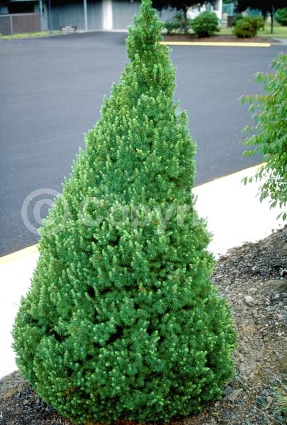 Red blooms; Yellow blooms; Evergreen; Needles or needle-like leaf; North American Native