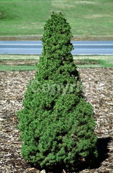 Red blooms; Yellow blooms; Evergreen; Needles or needle-like leaf; North American Native