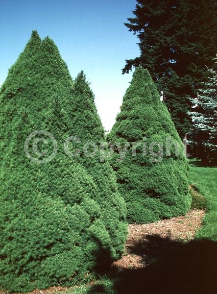 Red blooms; Yellow blooms; Evergreen; Needles or needle-like leaf; North American Native