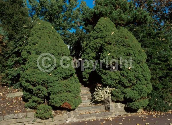Red blooms; Yellow blooms; Evergreen; Needles or needle-like leaf; North American Native