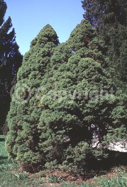 Red blooms; Yellow blooms; Evergreen; Needles or needle-like leaf; North American Native