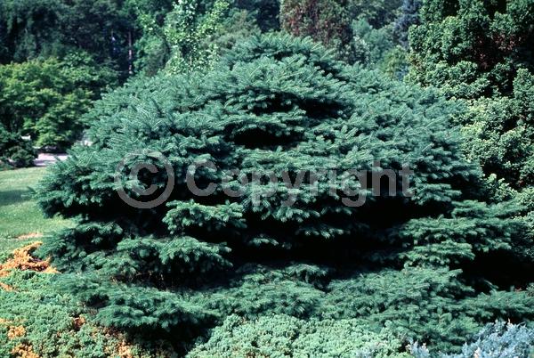 Red blooms; Yellow blooms; Evergreen; Needles or needle-like leaf
