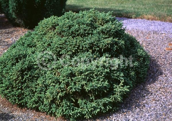 Orange blooms; Purple blooms; Green blooms; Evergreen; Needles or needle-like leaf