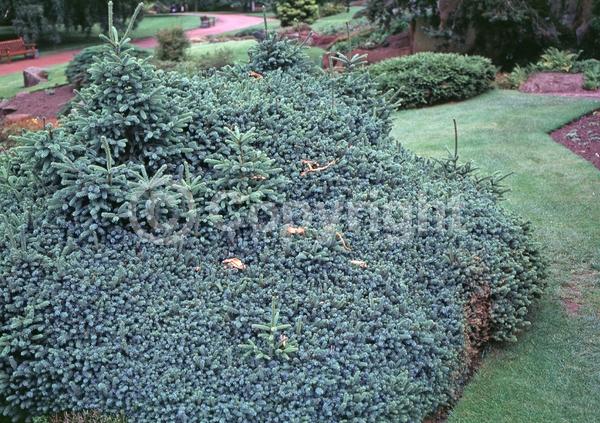 Orange blooms; Purple blooms; Green blooms; Evergreen; Needles or needle-like leaf; North American Native