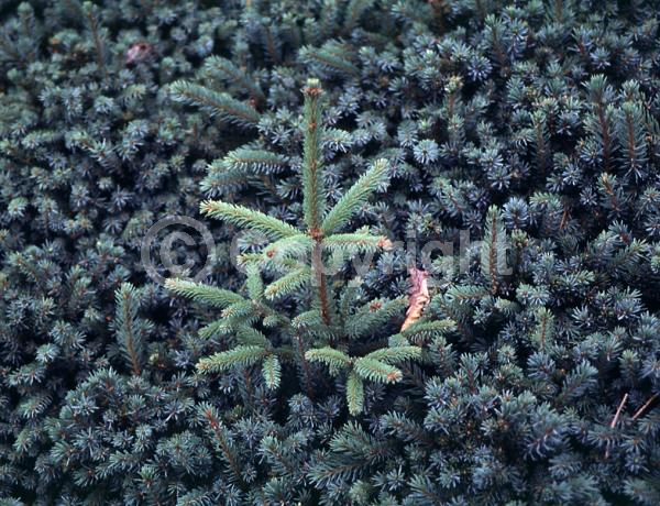 Orange blooms; Purple blooms; Green blooms; Evergreen; Needles or needle-like leaf