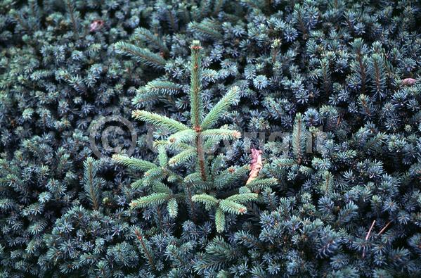 Orange blooms; Purple blooms; Green blooms; Evergreen; Needles or needle-like leaf; North American Native