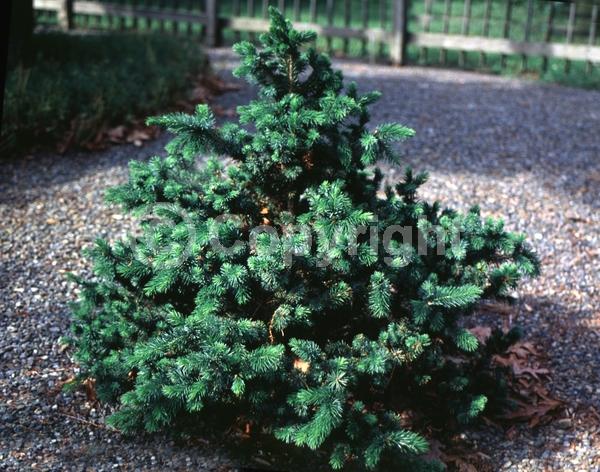 Unknown blooms; Evergreen; Needles or needle-like leaf