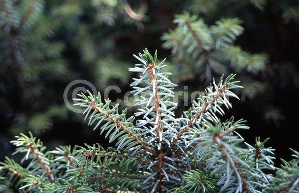 Yellow blooms; Evergreen; Needles or needle-like leaf