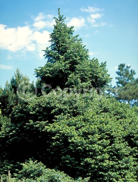 Yellow blooms; Evergreen; Needles or needle-like leaf