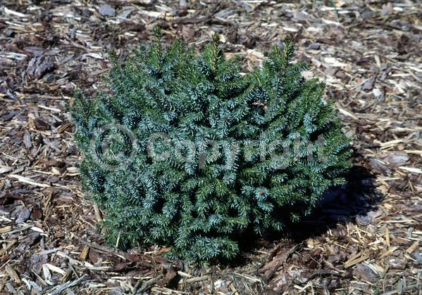 Yellow blooms; Evergreen; Needles or needle-like leaf