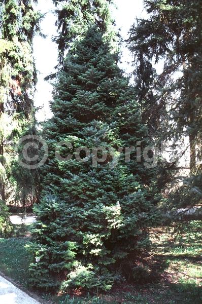 Yellow blooms; Evergreen; Needles or needle-like leaf