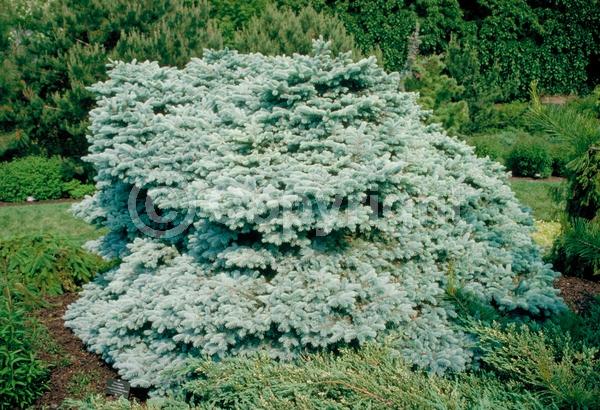 Orange blooms; Purple blooms; Green blooms; Evergreen; Needles or needle-like leaf