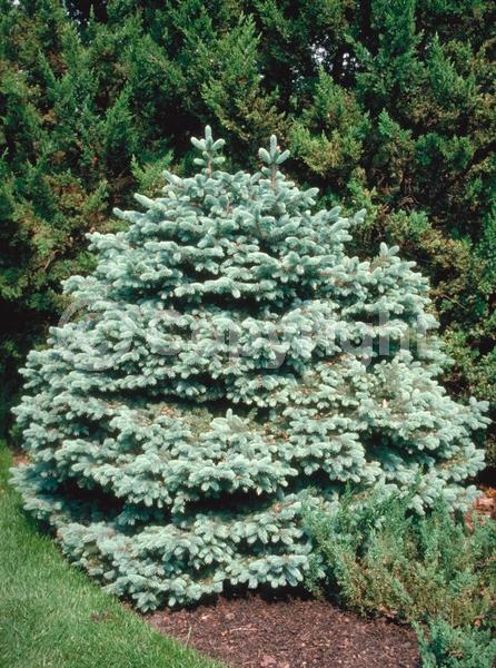 Orange blooms; Purple blooms; Green blooms; Evergreen; Needles or needle-like leaf